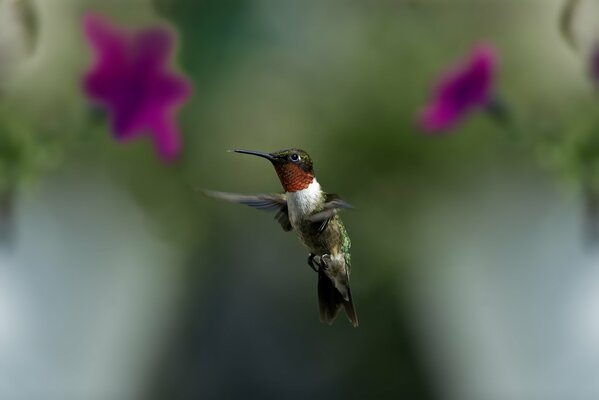 Ave. Vuelo de un colibrí sobre una flor