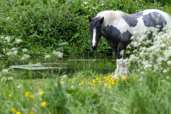 Caballo blanco y negro junto al agua y la hierba del campo