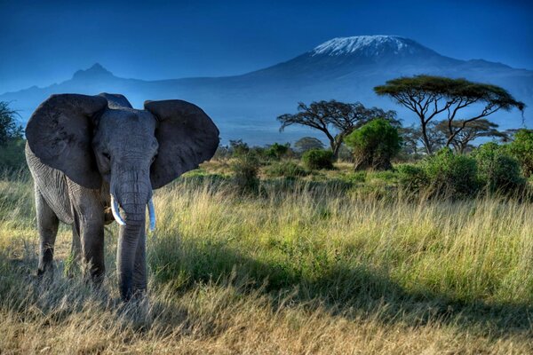 Elefante en la naturaleza africana. Grandes colmillos y tronco