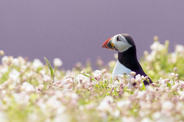 Schöner Vogel im rosa Blumenfeld