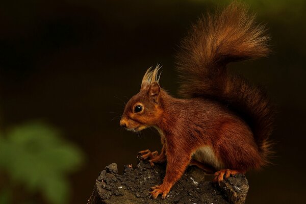 Feurig rotes Eichhörnchen springt durch den Wald