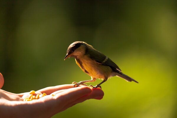 Tit mangiare con le mani di grano