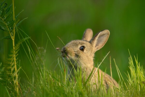 Hase isst Gras auf der Wiese