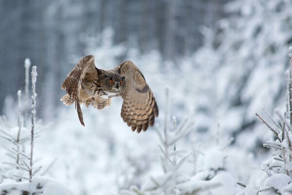 Gufo caccia in inverno nella foresta