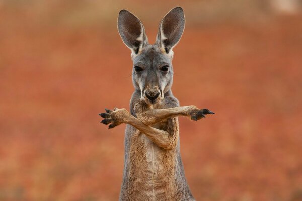 Kangourou agitant ses pattes cadre cool