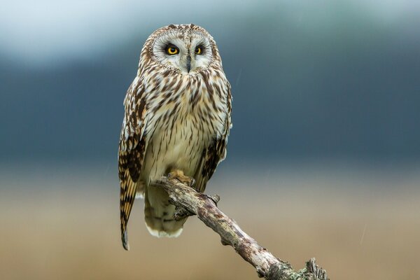 La mirada seria de la dueña de todas las aves