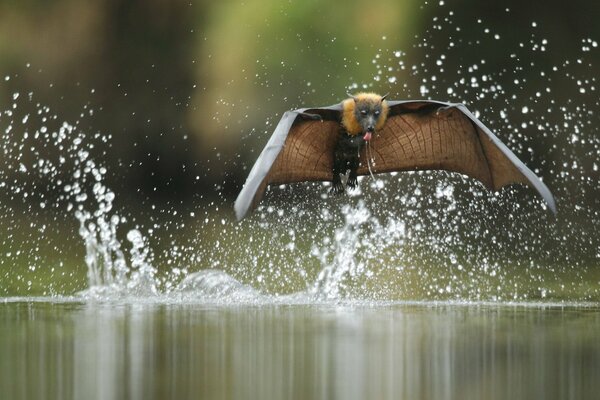 Fliegender Fuchs findet Leckerbissen im Fluss