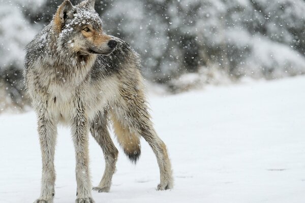 Grauer Wolf, der in die Ferne schaut und im Schnee steht