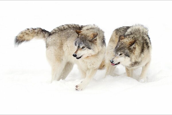 A pair of wolves in the winter forest