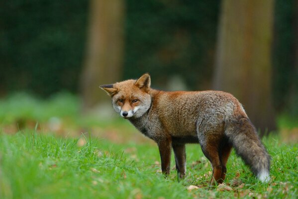 Renard avec un regard rusé sur fond de forêt