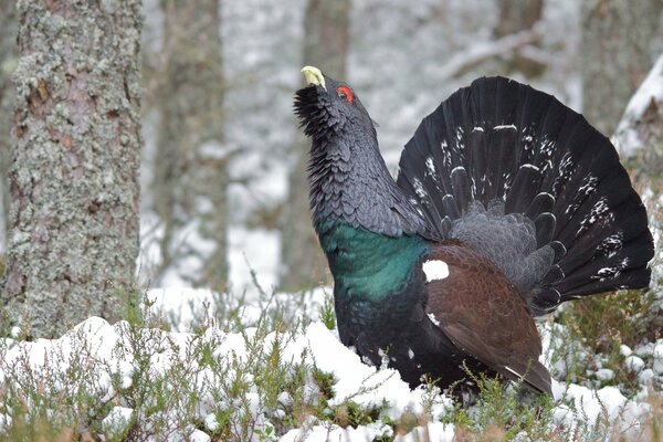 Der Taubstumme taucht im Wald auf der Suche nach einer Begleiterin auf