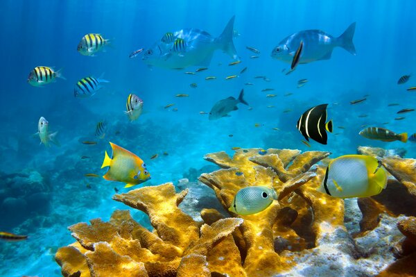 Fish and corals on the seabed