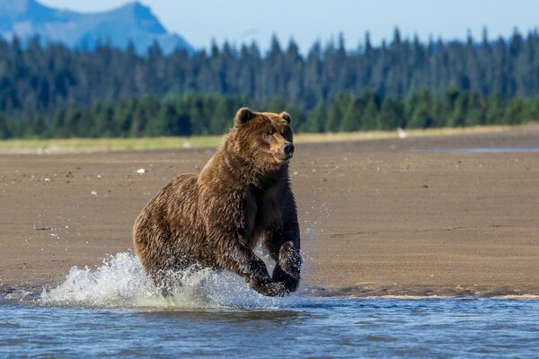 Carrera de oso Pardo por el río