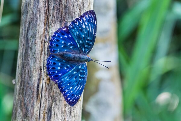 Heller blauer Schmetterling am Baum