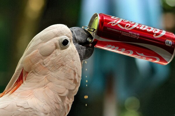 Pappagallo che beve soda da una lattina