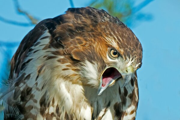 The look of a formidable hawk with an open beak