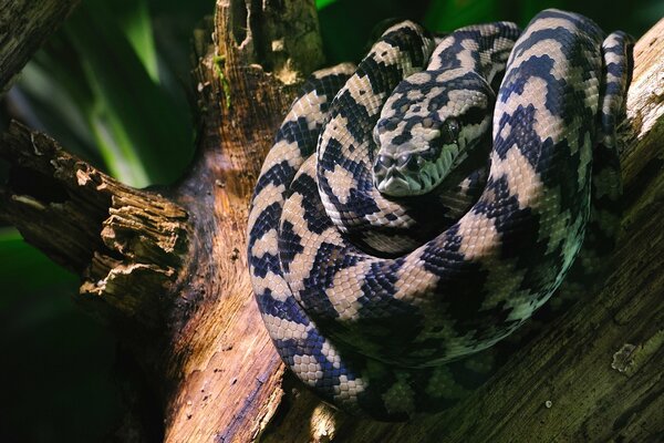 Le serpent dort sur l arbre