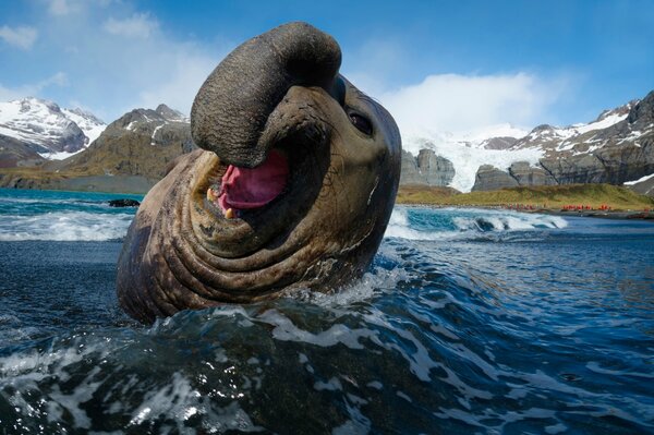 Elefante marino en todo su esplendor