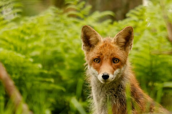 Wachsamer Blick eines Fuchses im Wald