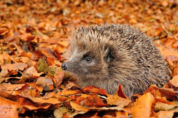 Cute hedgehog in autumn foliage