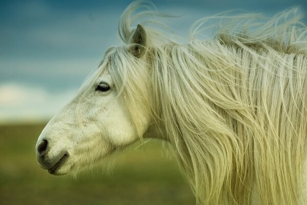 Portrait of a white horse on the background