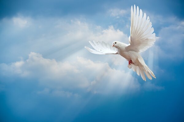 White pigeon on the sky background