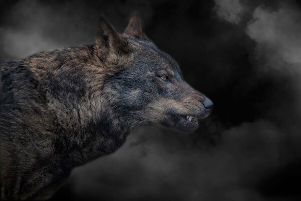 Imagen lobo escalando en el humo