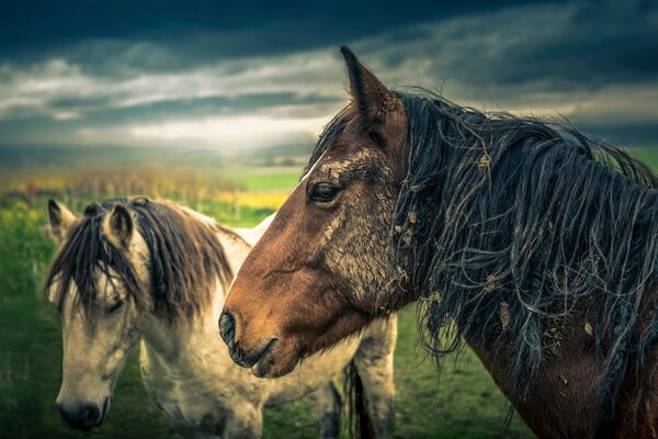 Spectacular horses in the evening pasture