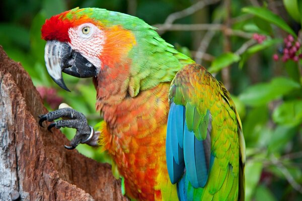 Loro colorido brillante en la selva