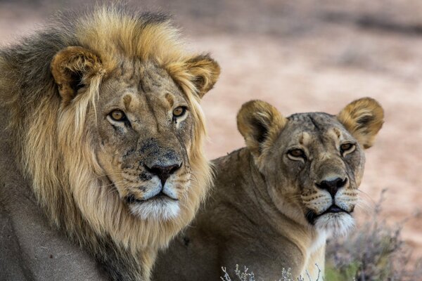 A lion and a lioness in the desert