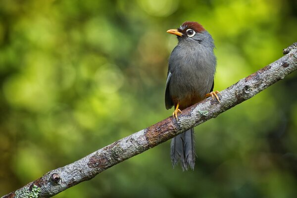 Un oiseau de la famille des thyméliacées est assis sur une branche