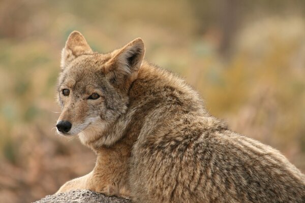 Der Blick eines Wolfes, der auf der Suche nach Nahrung jagt