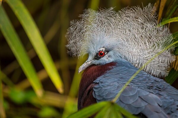 An unusual bird of blue color