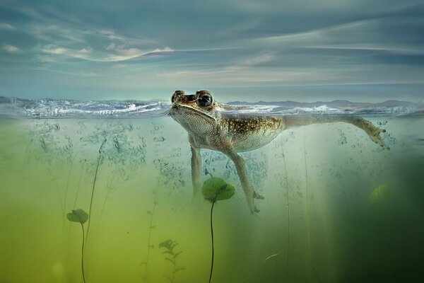 Grenouille solitaire à la surface de l eau