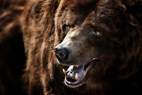 Grizzly de haute qualité dans la nature