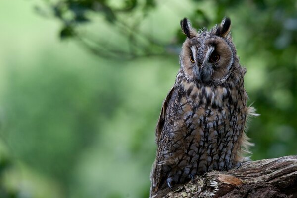 Grey owl sitting on a bitch