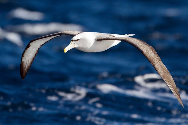 Die Spannweite des Albatros. Flug über das Meer