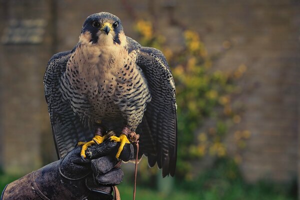 Falco predatore a mano sulla mano