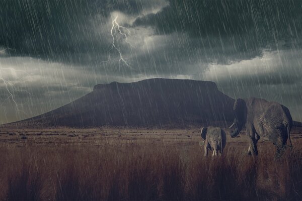 L éléphant et l éléphant marchent dans la savane dans un orage