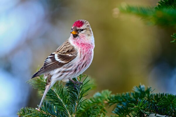 Bird tap dancing on the branch of the Christmas tree