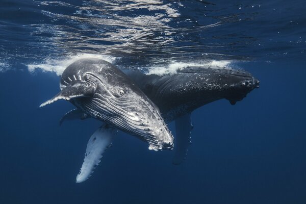 Dos ballenas en el mar azul