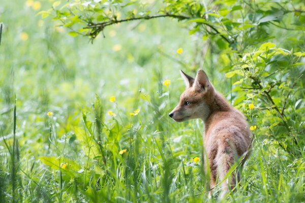 Renard sauvage se promène dans l herbe verte