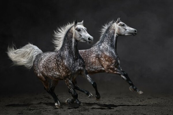 Caballos corriendo en la arena con un fondo negro