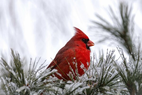 Red on white Cardinal bird