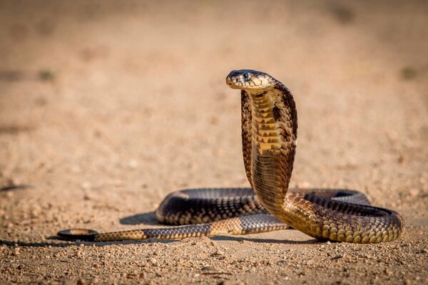 Posizione del cobra o del serpente prima di attaccare