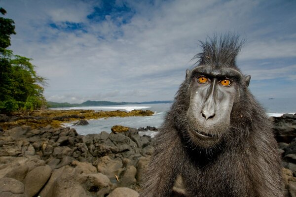 A monkey with a cool hairstyle is sitting on the shore