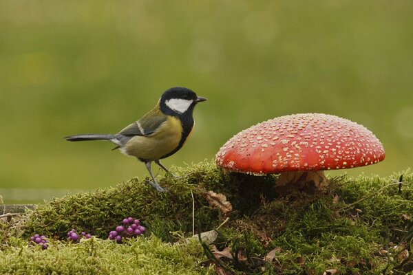 Tit assis à côté de l agaric