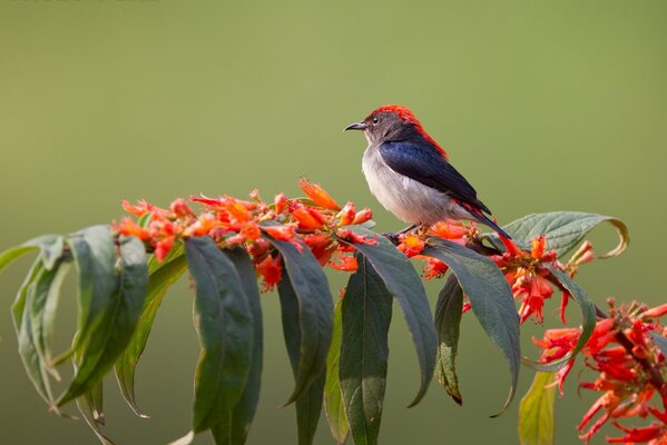 Bel oiseau sur une branche en fleurs