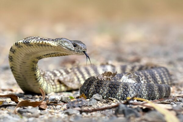 Serpent tigre dans la nature pendant le tournage de gros plan