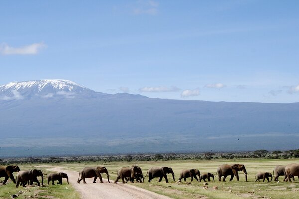 Réserve. Les éléphants traversent la route